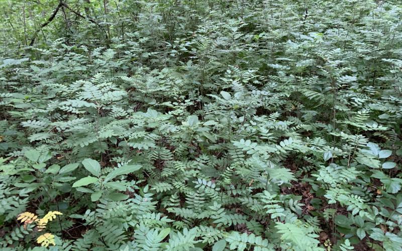 High density of rowan seedlings