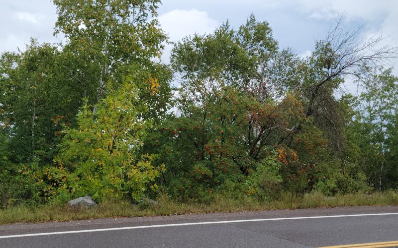 Approximately 4 rowan trees growing along a roadside where they were not planted intentionally.