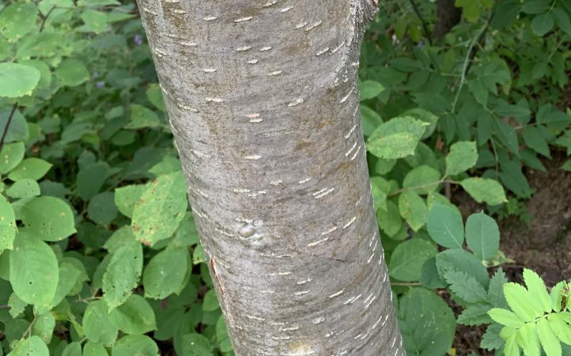 Bark is grey with some brown