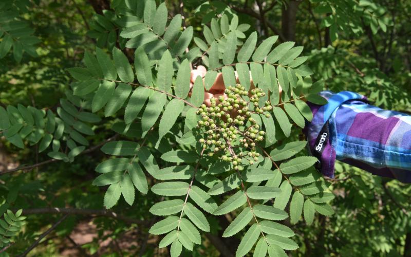 A cluster of green fruit where the flower had been