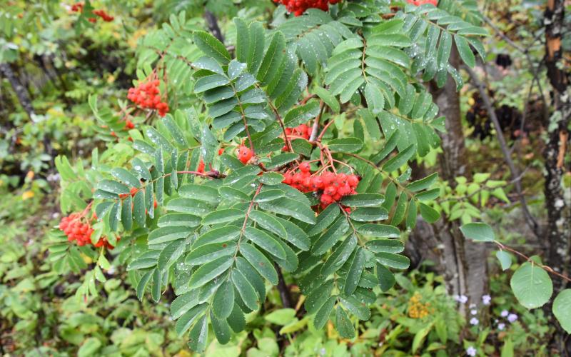 Several clusters of fruit and leaves