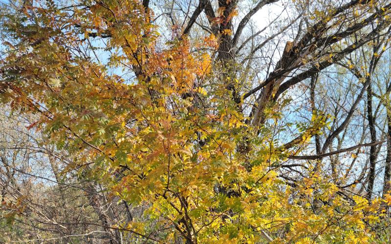 Young tree with mostly gold foliage except for some reddish foliage near the top