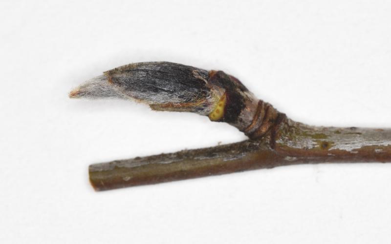 This bud has many grey hairs on it.