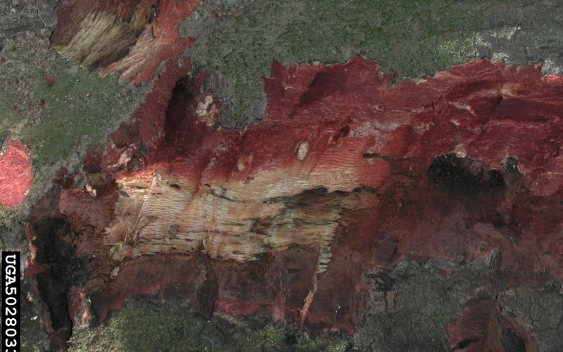 tree bark showing wood and bark are reddish brown