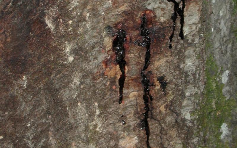 red liquid seeps out from cracks in tree bark