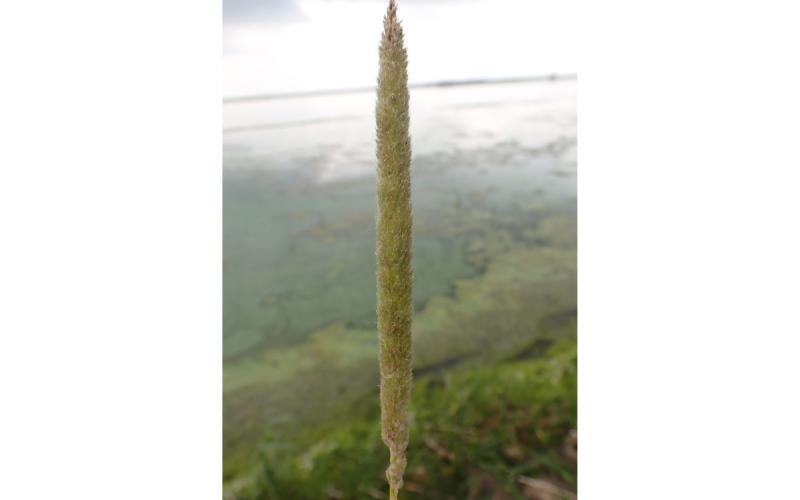 Immature flower head known as an inflorescence that is light green and has the size and texture of a pipe cleaner.