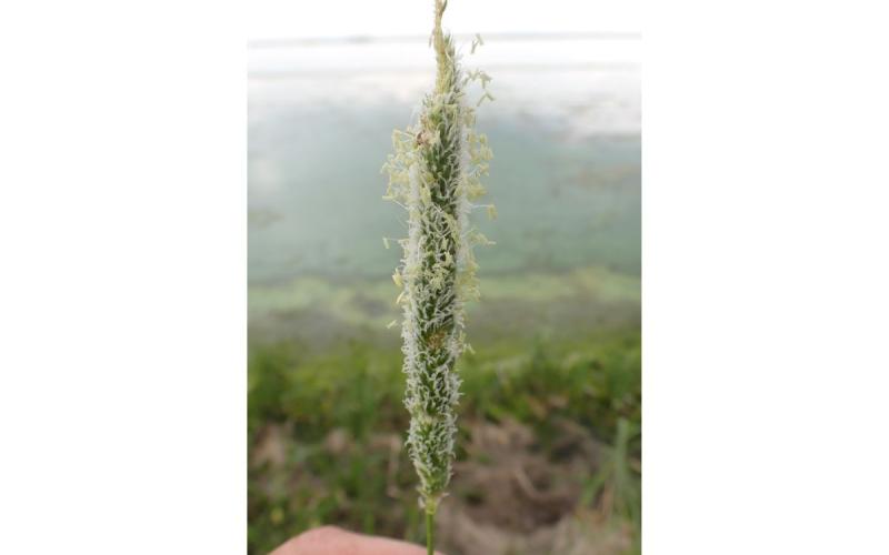 The flower head of the grass is in full flower with many white and yellow pistils and stamens covering the dark green non-reproductive parts of the flower head.