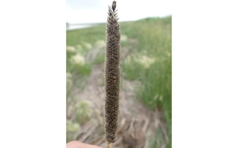 The flower head of the grass is fully mature and is stacked with hundreds of brown slightly spiky seeds nestled on top of each other. The lower stems is yellow.