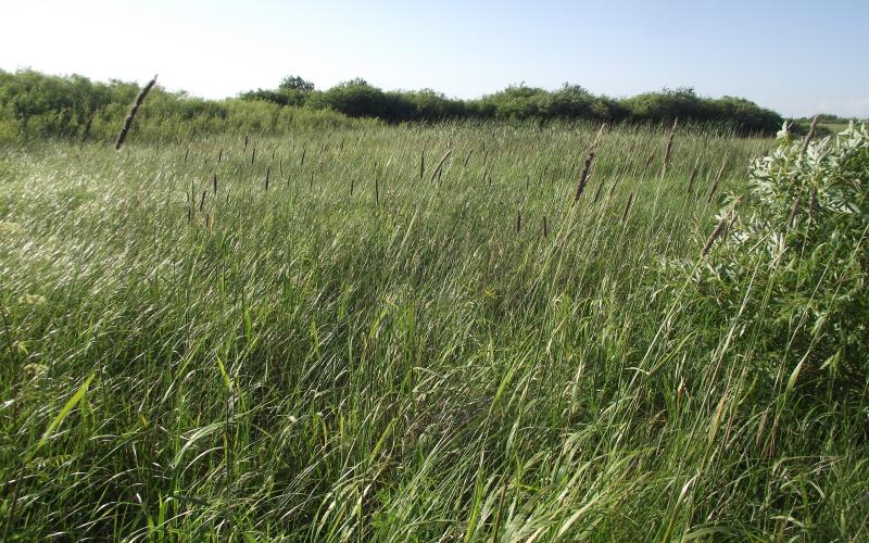 A grass dominated landscape is surrounded by shrubs in the distance and a shrub on the right hand side. The photo is taken during the growing season and plants look full and green in contrast with the pale blue sky. However, the landscape is dominated by creeping meadow foxtail and the seed heads (mature flower heads) are visible as their dark brown color and pipe cleaner shape are distinguished from the green landscape. 