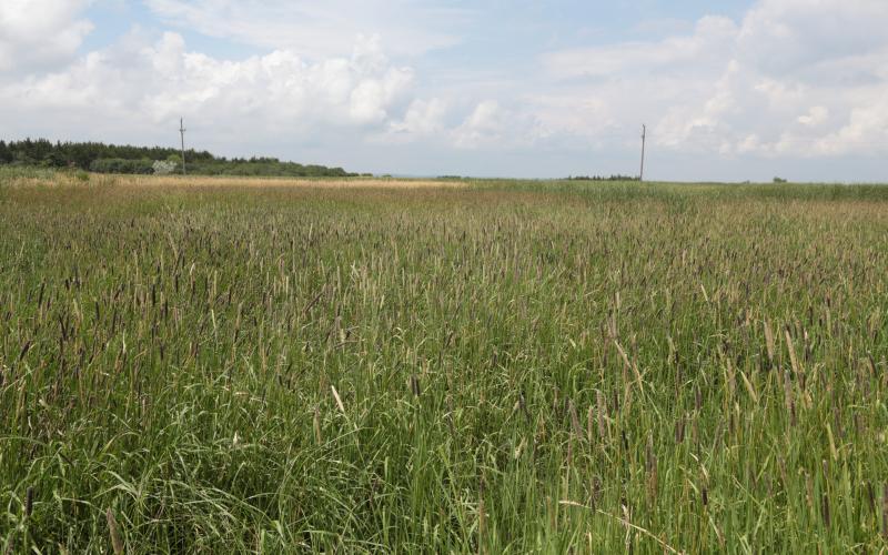 A grass dominated landscape is pictured with some trees and powerlines in the distance and pale blue sky with large pale clouds overhead. The landscape is dominated by creeping meadow foxtail. While the majority of the landscape is green, the dark brown flower heads of creeping meadow foxtail are distinguished and number in the hundreds. 