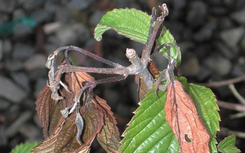 plant with brown wilting leaves and stem