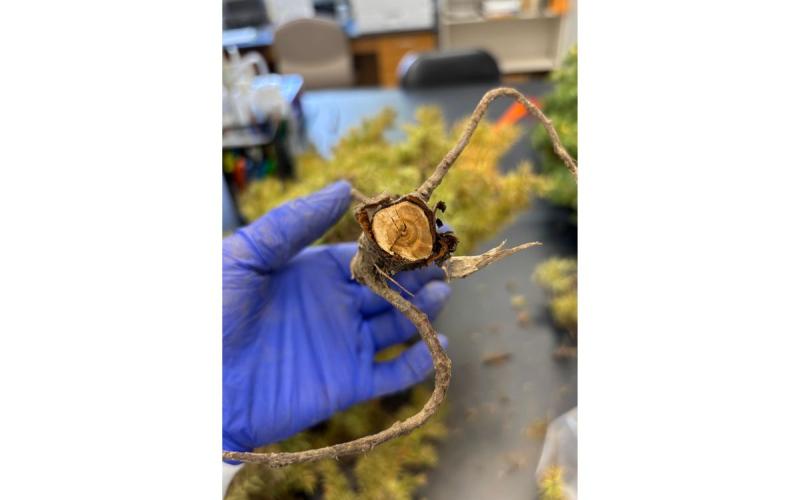 gloved hand holding cut juniper branch