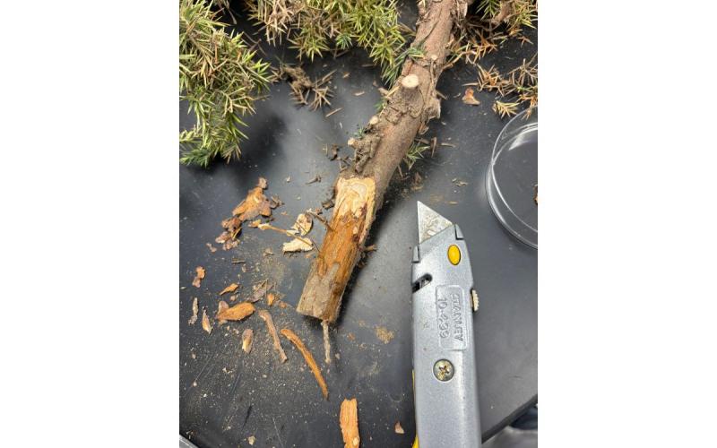 cut juniper branch with some bark removed and box cutter set beside it