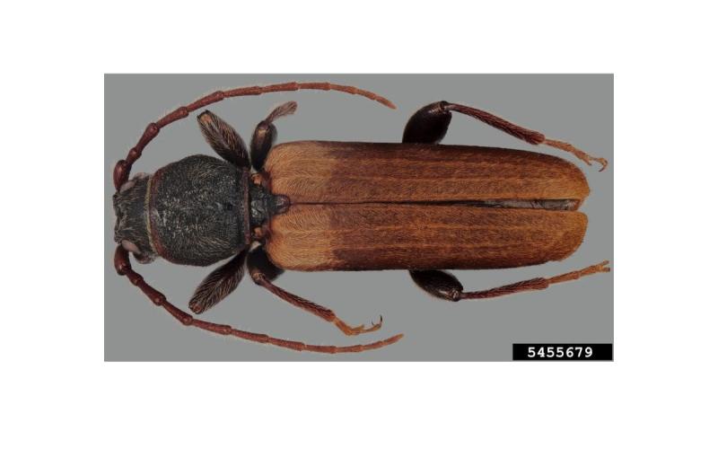 brown beetle with long antennas
