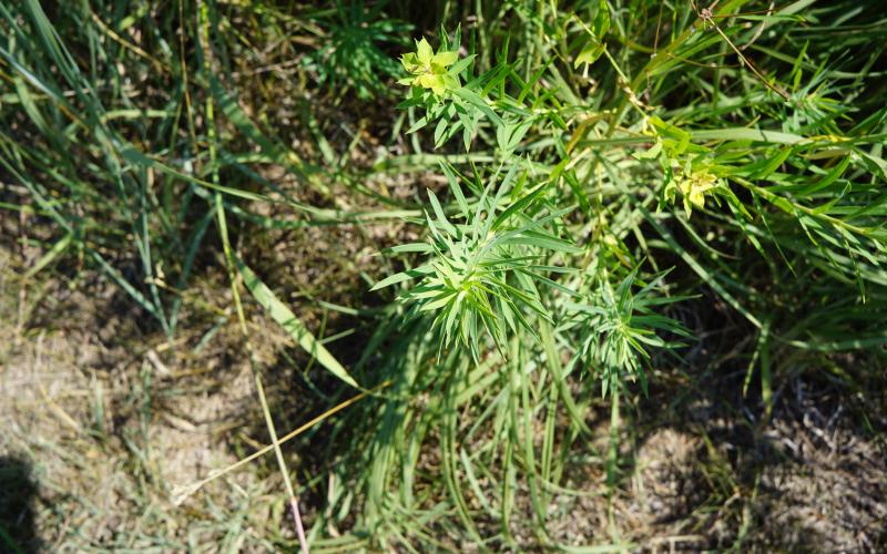A leafy spurge seedling growing amongst grass. 