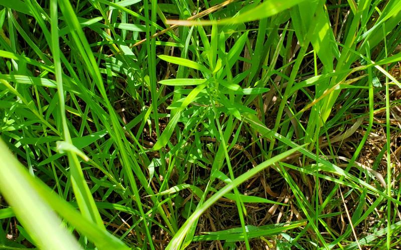 Green, grassy plants in a cluster. 