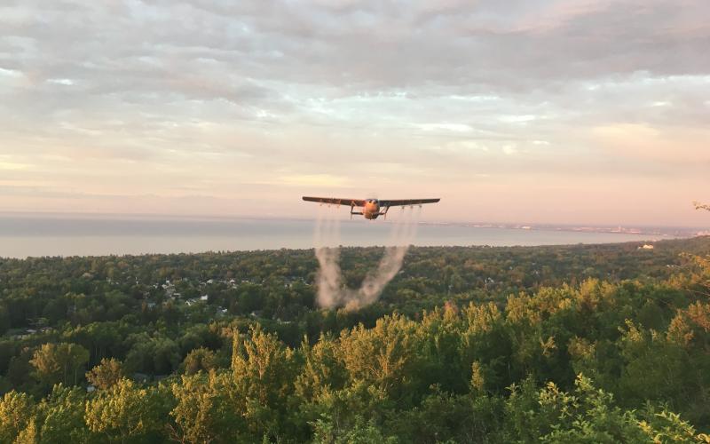 low flying plane over trees