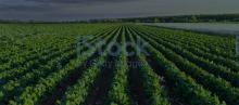 Fields