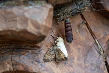 spongy moth and pupa