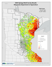 map of spongy moth survey results 2024