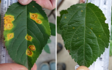 two leaves with one showing yellow spots due to red star rust