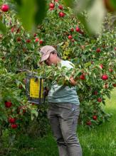 person looking at traps in apple orchard